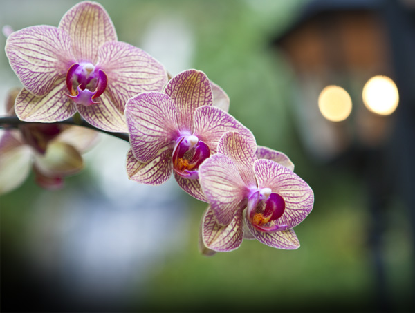 An Orchid in the garden
